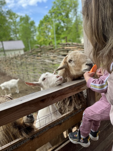 Petting farm