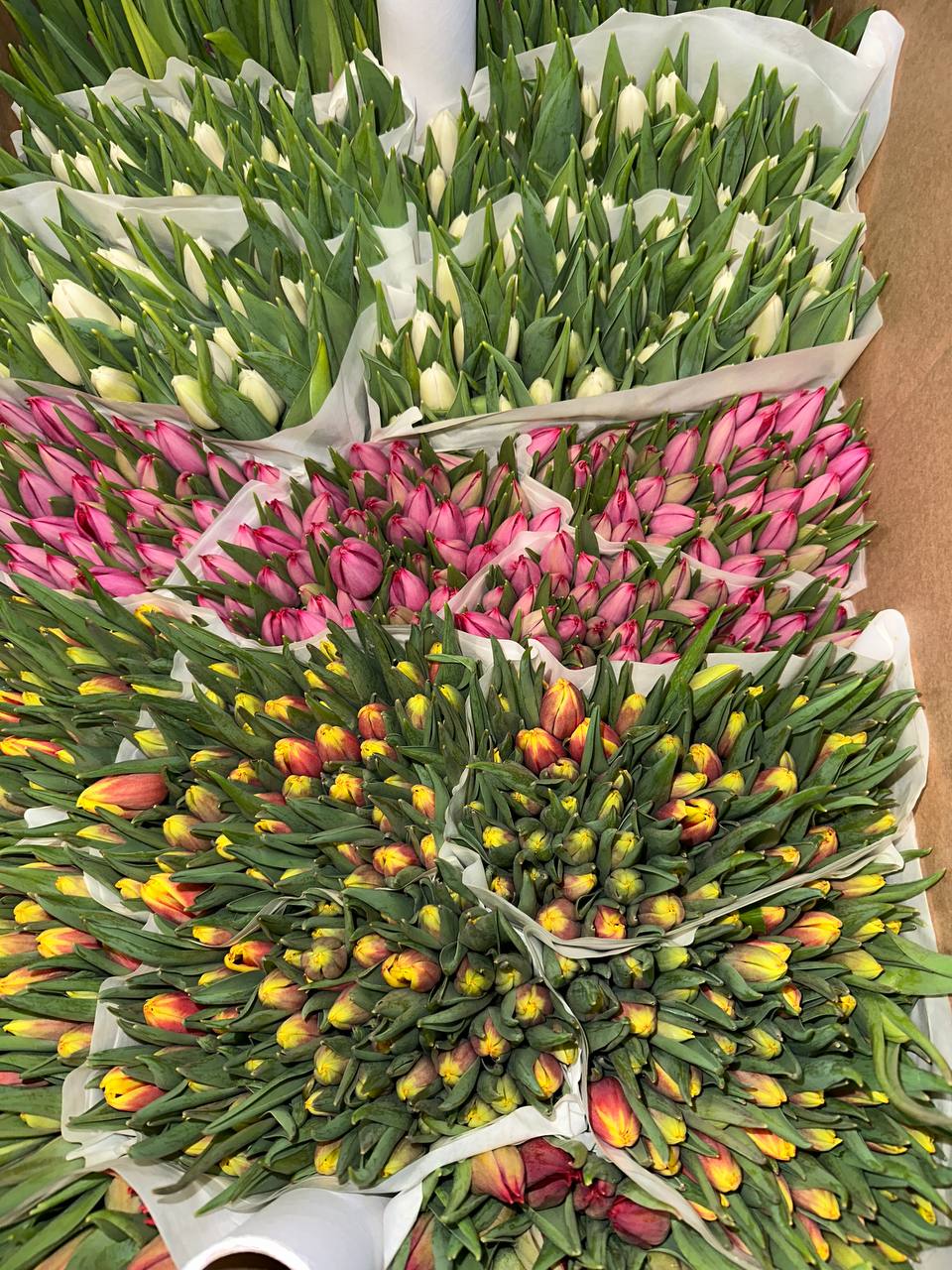 Тюльпаны оптом к 8 марта