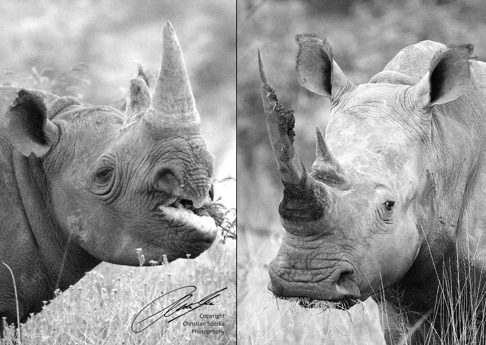 Чем отличается белый от черного. Черный носорог носорог. Белый носорог. Вымершие носороги. Носорог черно белый.
