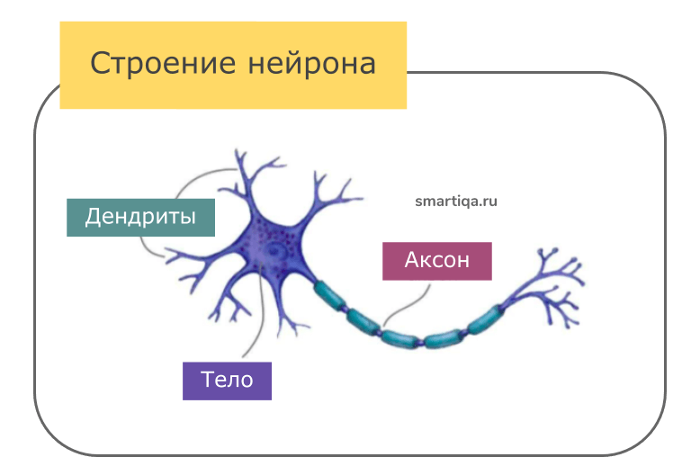 Нервная система типа нервной сети характерна для. Устройство нервной клетки. Устройство нейрона. Устройство нейронных связей.