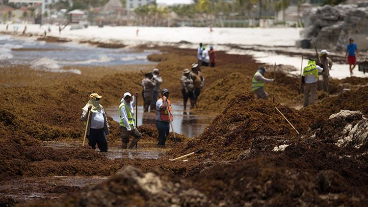 Сезон водорослей в Пунта Кане и лучшие месяцы для посещения