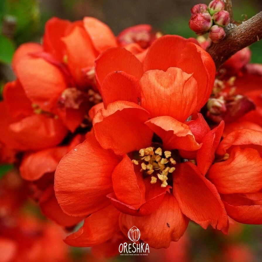 Japanese Quince flowering shrub full in bloom garden