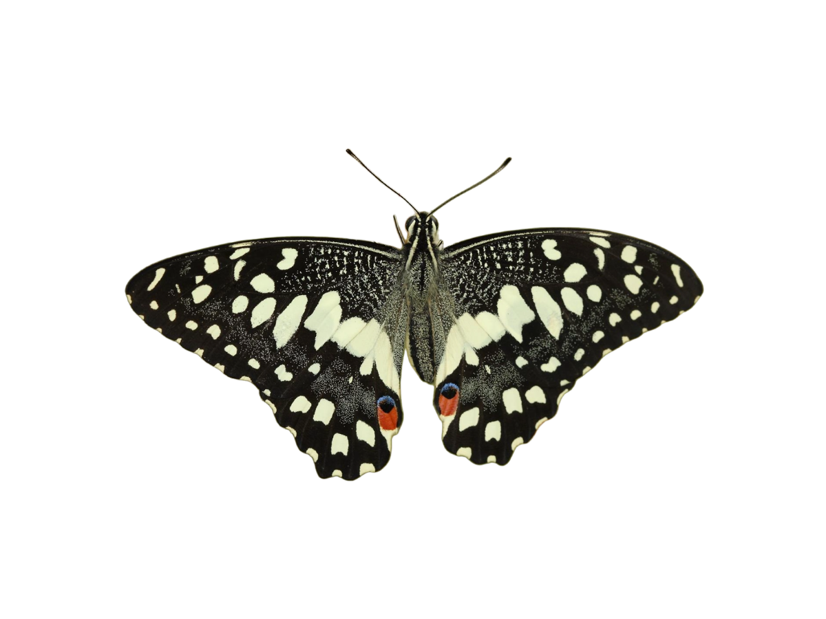 Бабочки | Парк бабочек Paradise