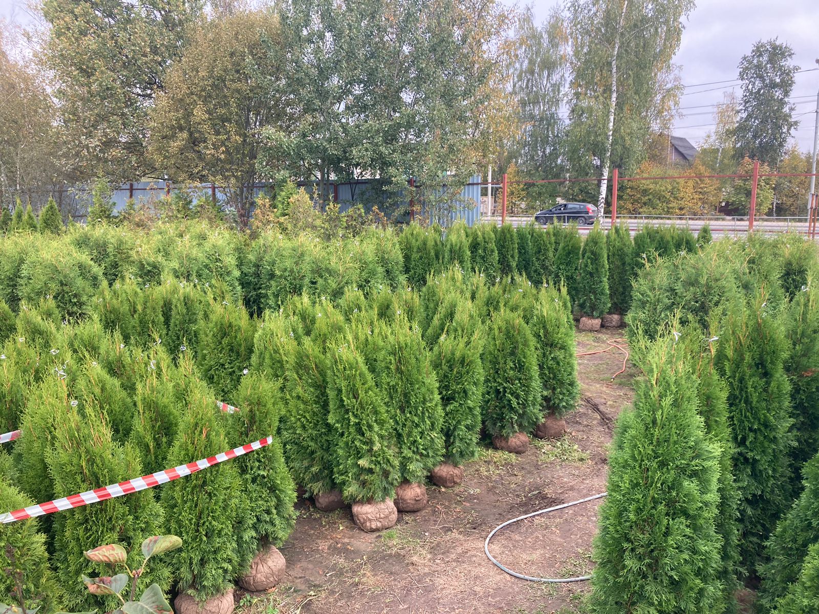 О садовом центре «Виктория»