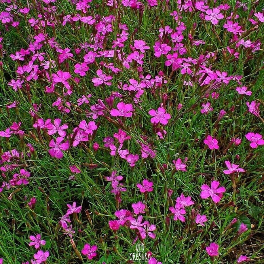 Гвоздика травянка (Dianthus deltoides) Brilliant