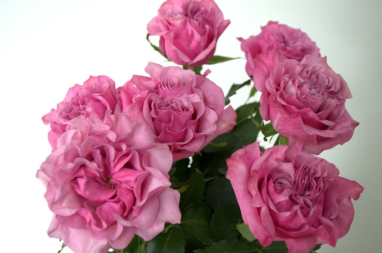 7 видов цветов похожих на розу, но не розы