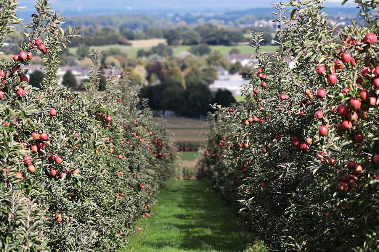 Apple garden ул кирова 98 фото