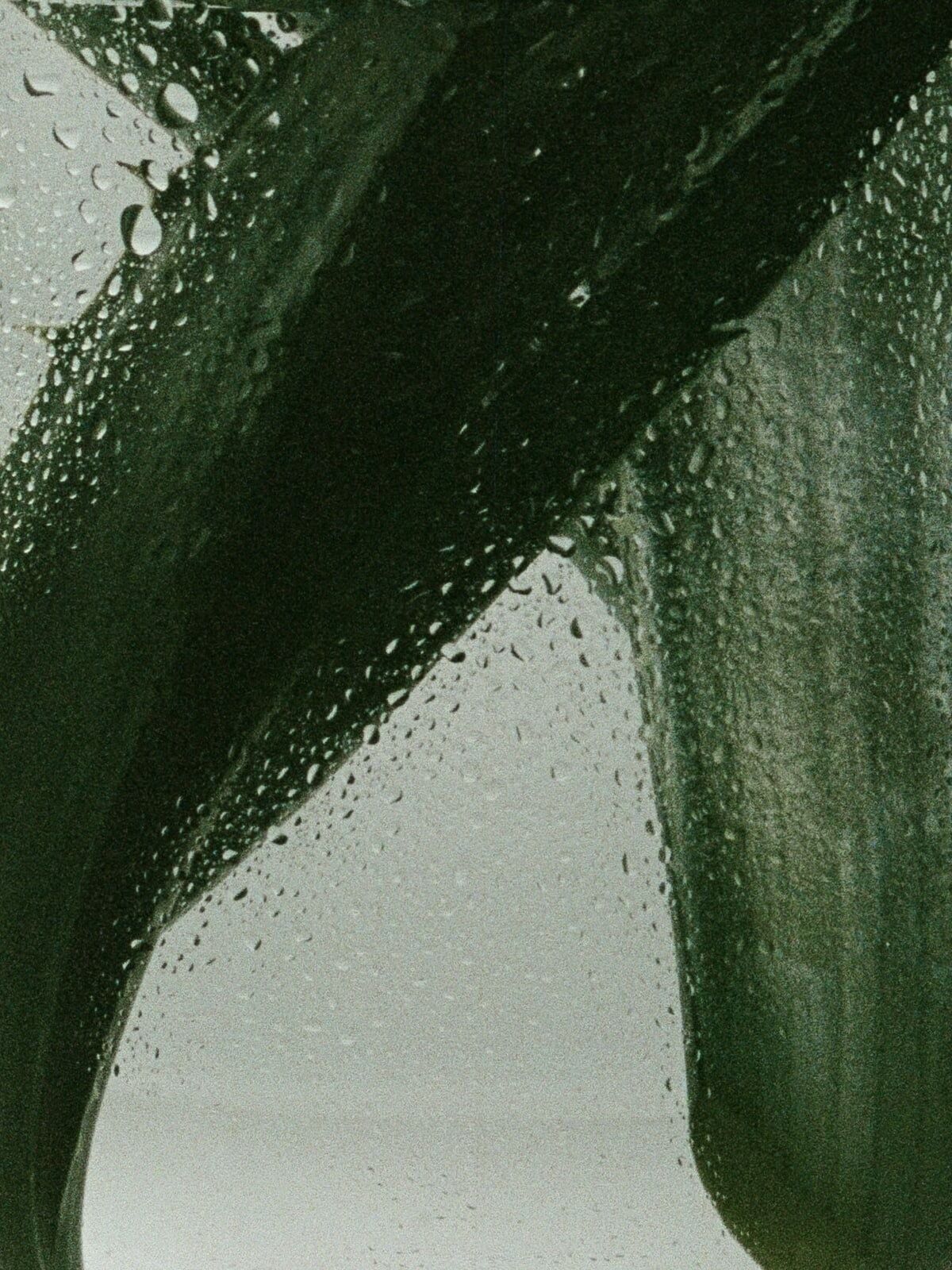 Зелёный лист с каплями воды