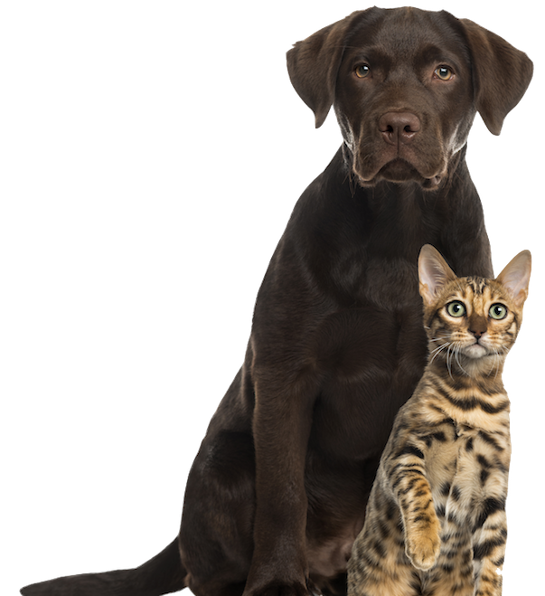 Собака сидит спиной. Собака на прозрачном фоне. Фон питомцы. Смешные коты и собаки. Котики собачки.