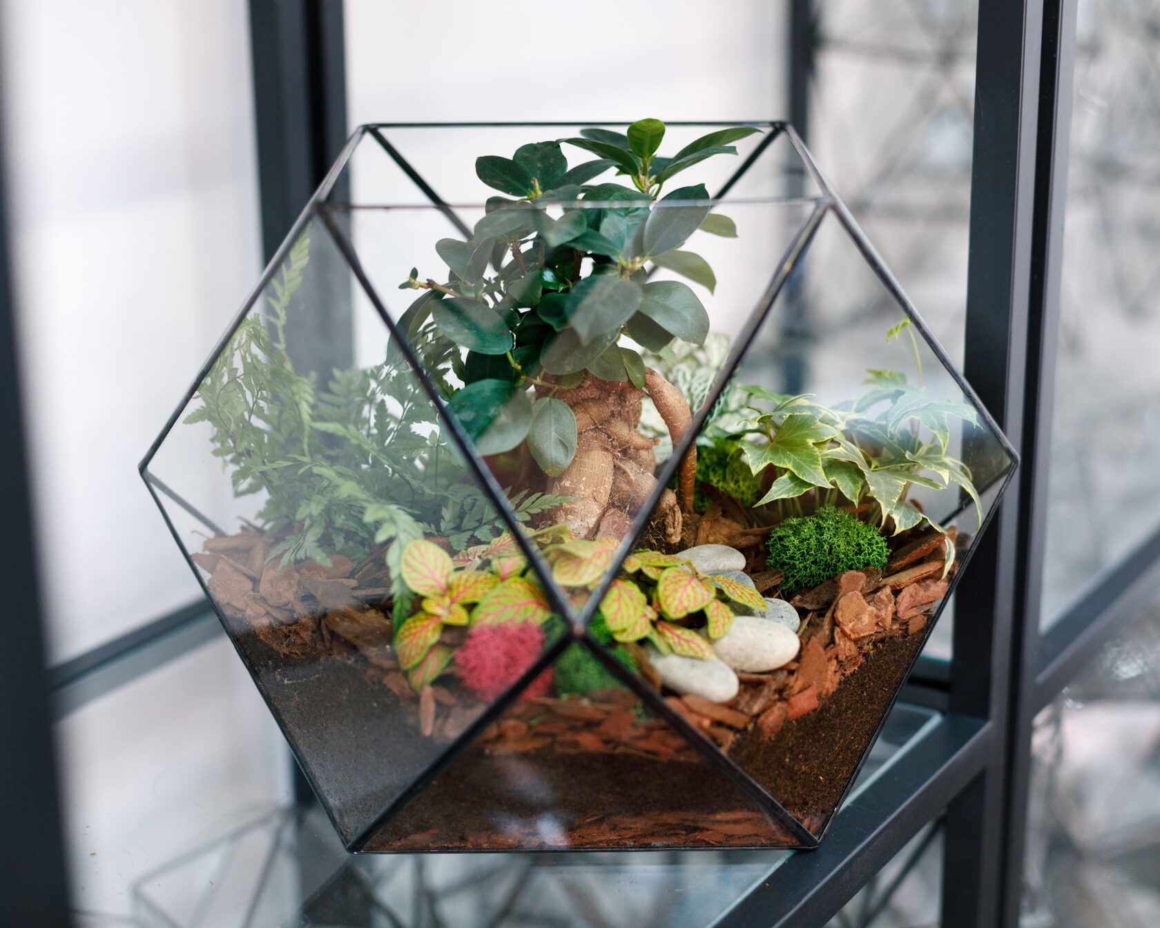 Флорариум с фикусом-бонсай "Дзен"