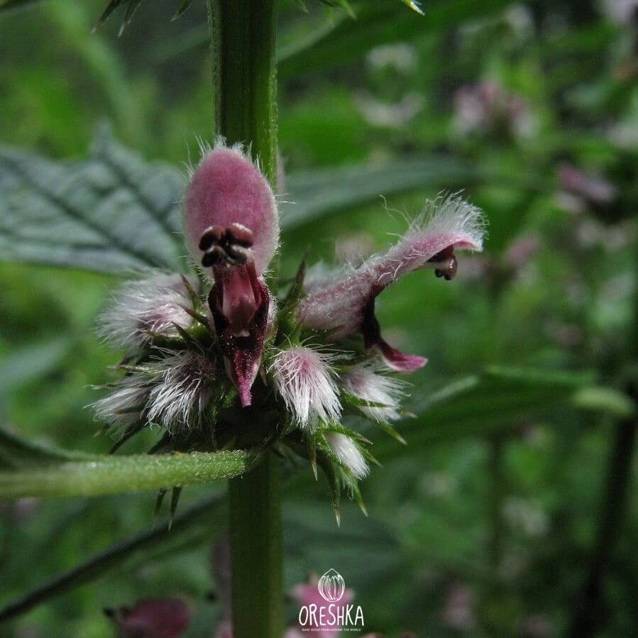 Seeds of Common motherwort (Leonurus cardiaca) — 100 pcs