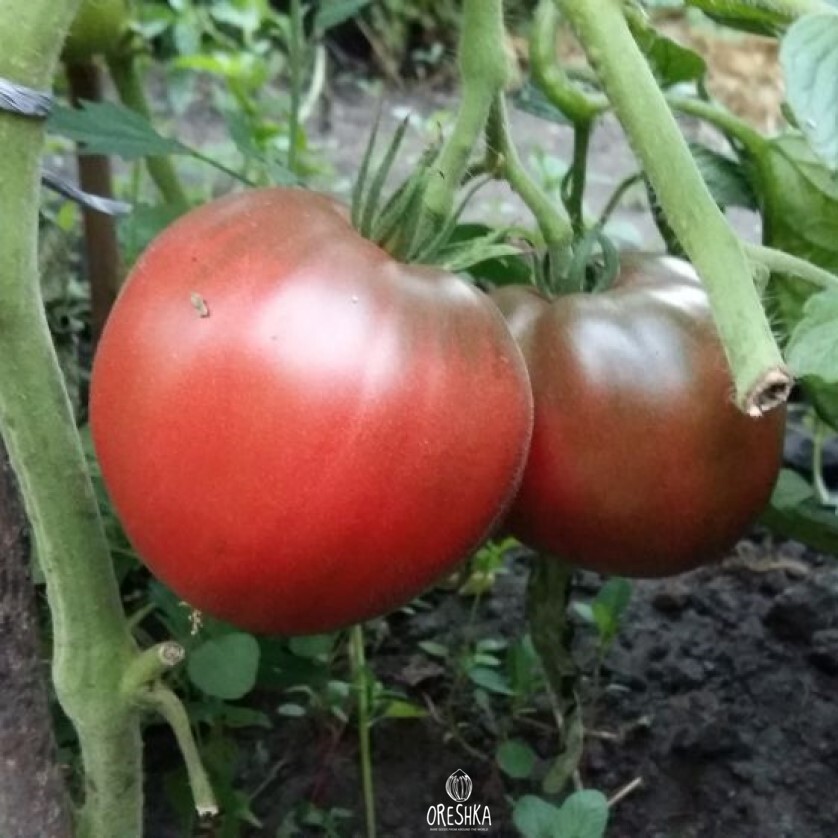 Seeds of Black oxhard tomato (solanum lycopersicum) — 10 pcs