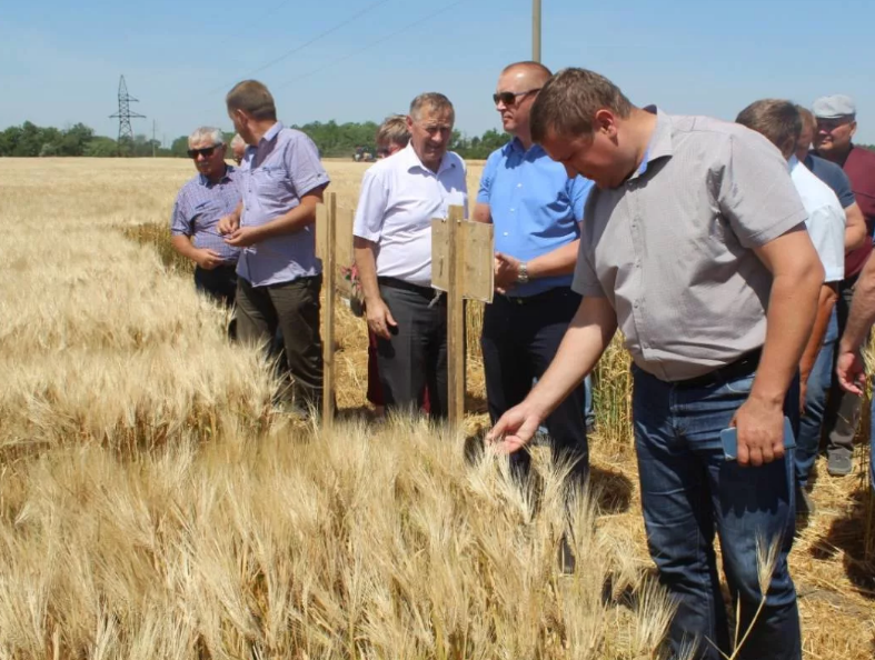 Новости красногвардейское ставропольский