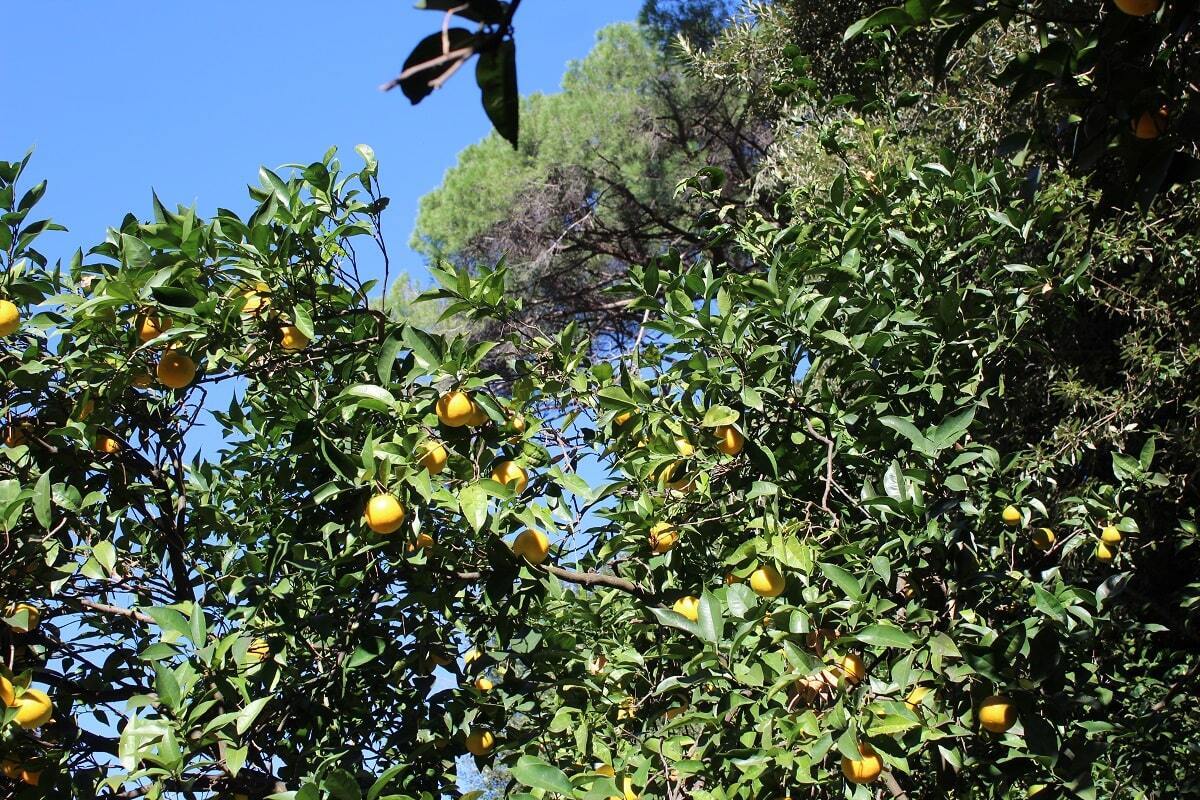 Спелые апельсины на дереве