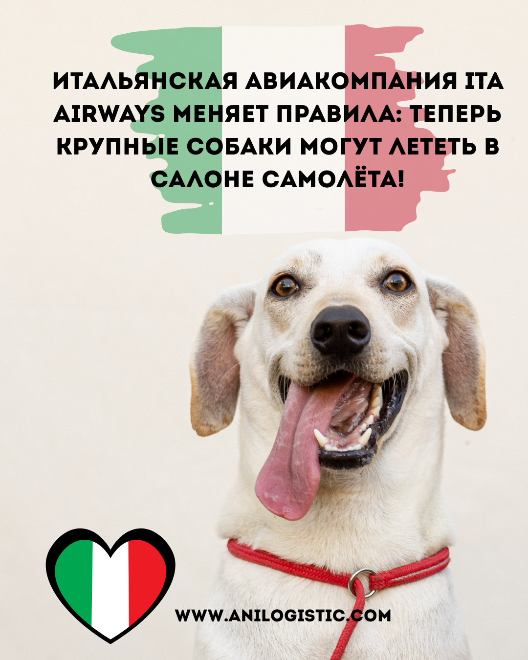 23 сентября 2025 года ITA Airways выполнит первый рейс, на котором крупные собаки до 25 кг смогут лететь в салоне рядом с владельцами без переноски