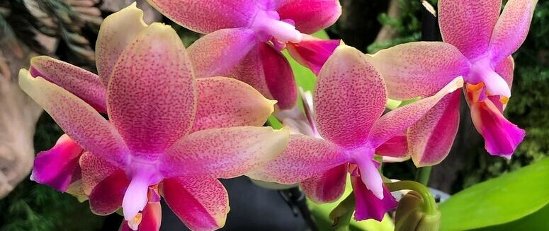 Купить флорариум с орхидеей в Москве.