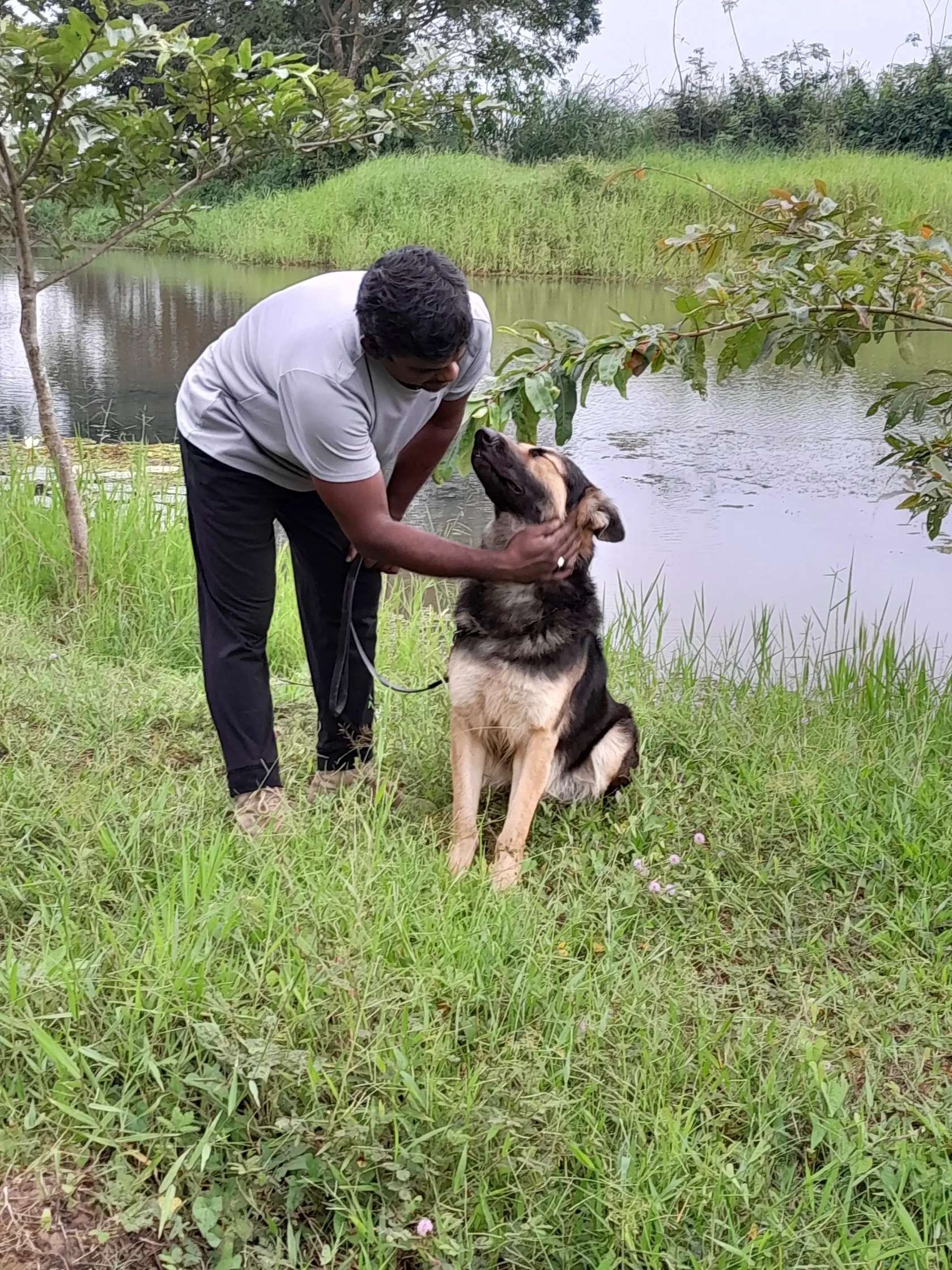 Handler checking a German Shepherds response to handling at VONFIDEL K9 part of the temperament assessment process