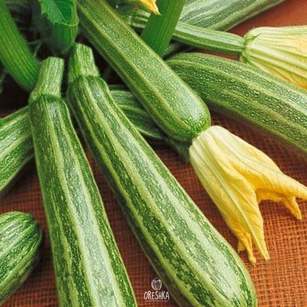 Seeds of Zucchini Zebra (Cucurbita pepo subsp. Pepo) — 10 pcs