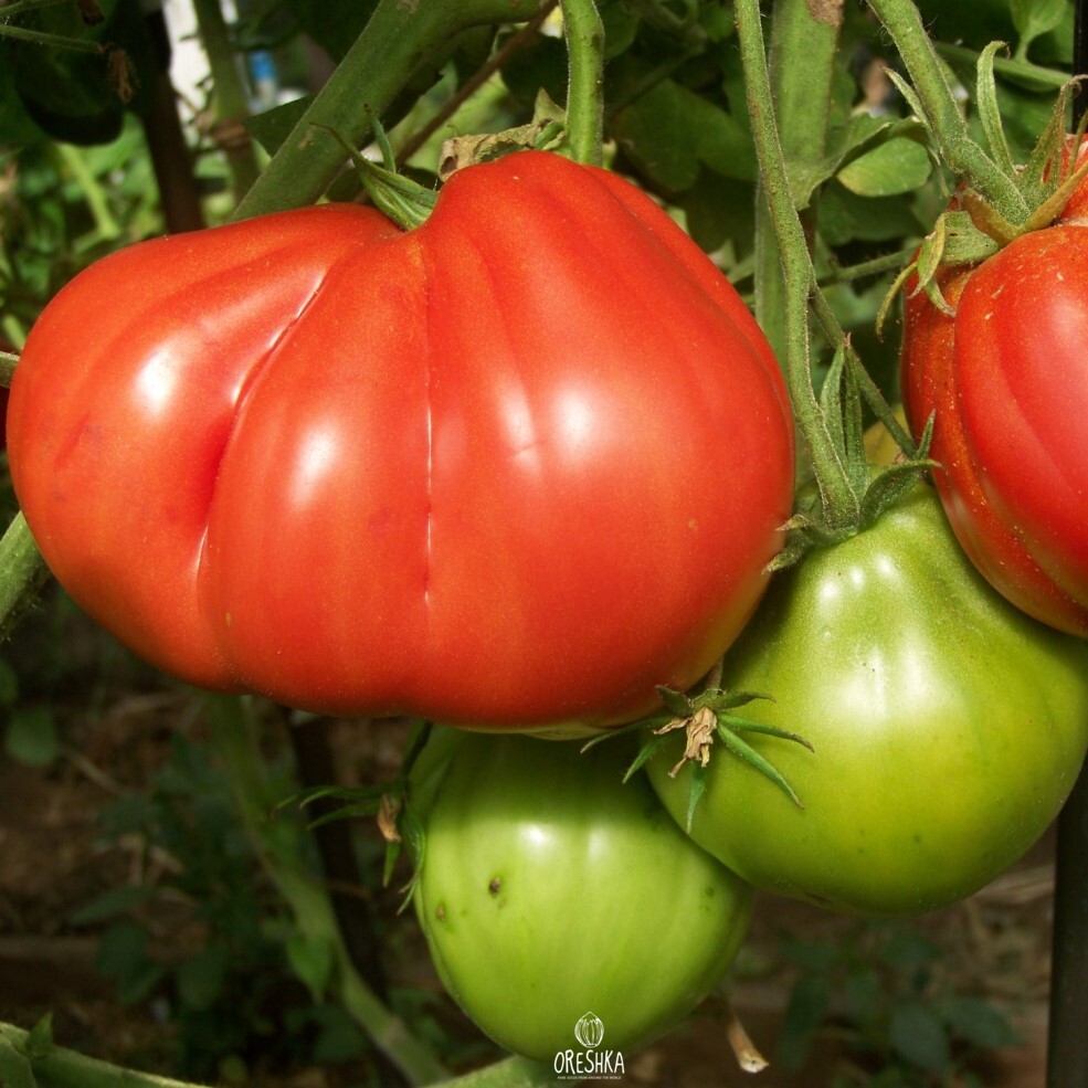 Seeds of Tomato 100 pounds (solanum lycopersicum) — 10 pcs