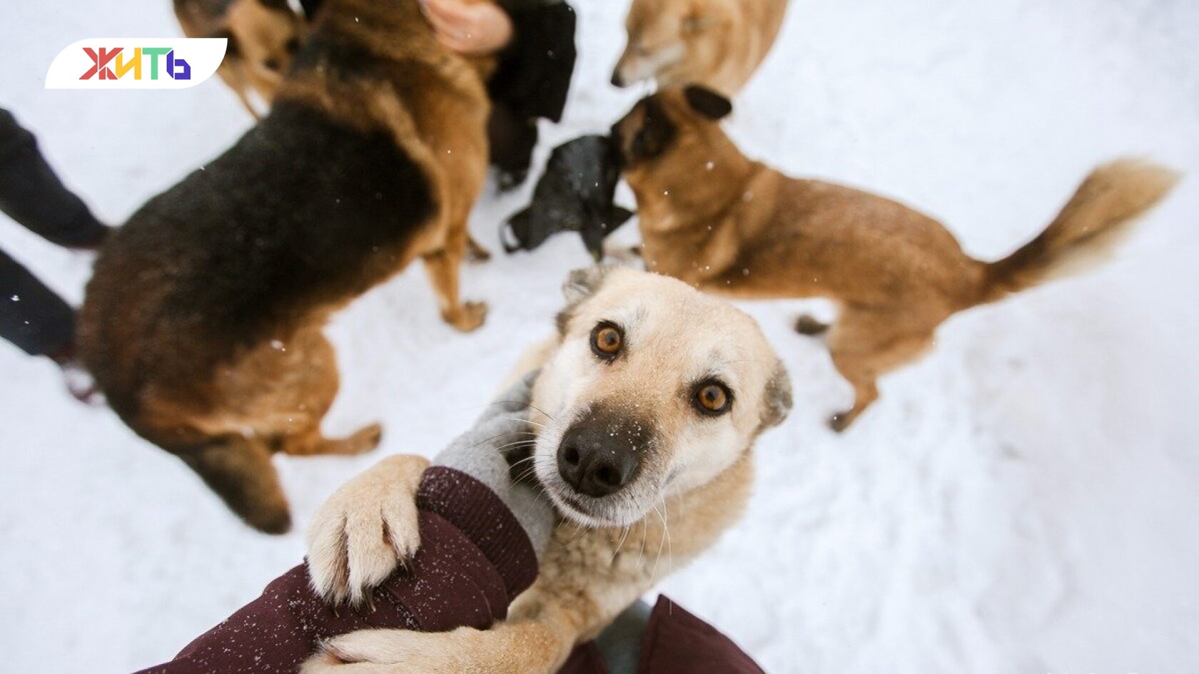 Волонтёры помогают собакам
