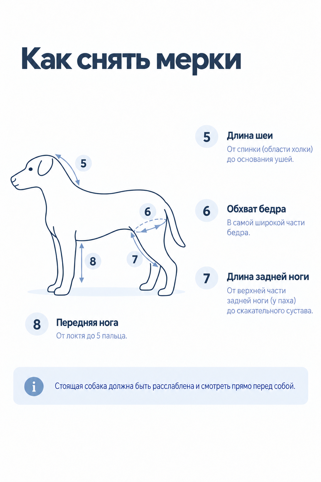 Мерки собаки 5–8