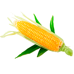 Нормы внесения Гумифулин и Органол для кукурузы