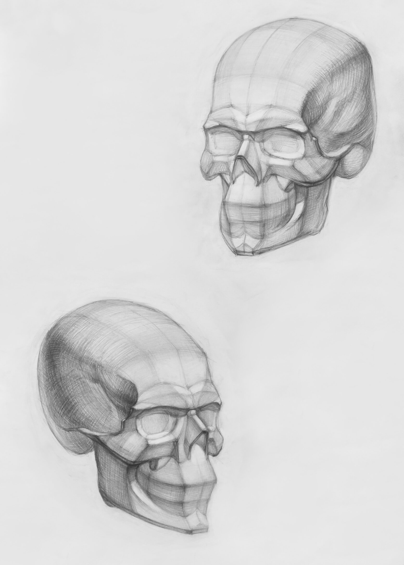 Рисунок черепа в двух положениях