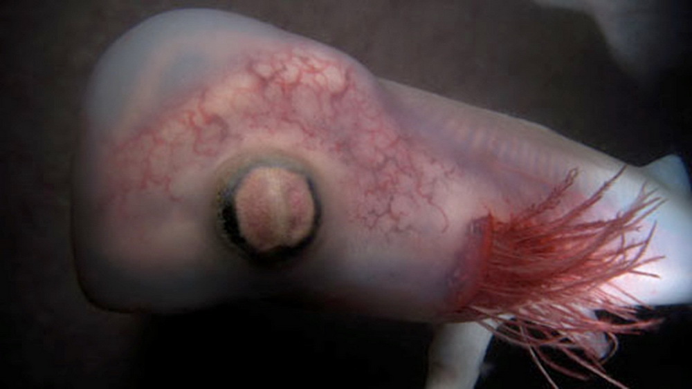 эмбрион акулы