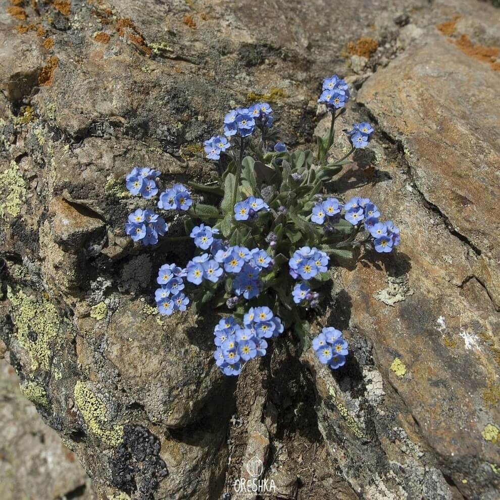 Незабудка альпийская смесь фото