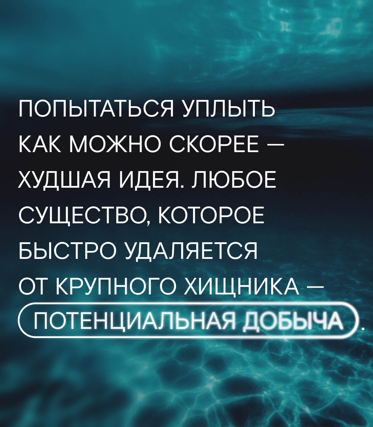 Каждая акула — личность. Поэтому с ними и не скучно»