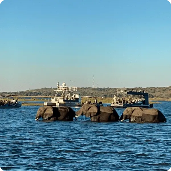 Гепарды - Тур в ЮАР