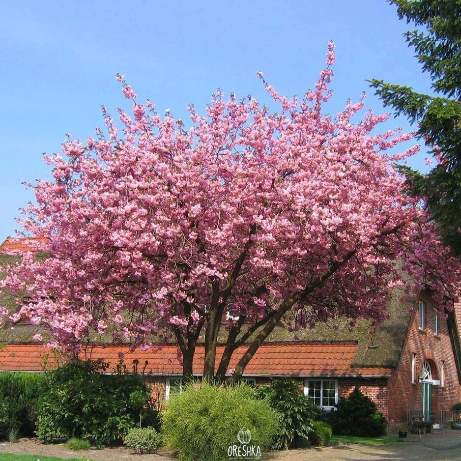 Japanese Flowering Cherry Prunus serrulata seeds — Oreshka Seeds