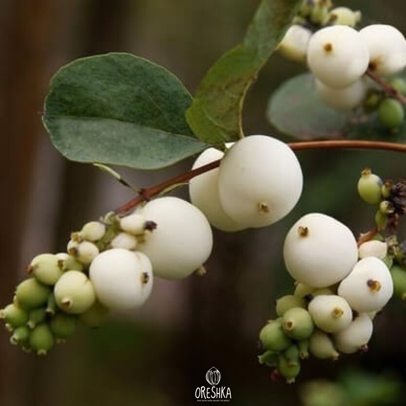 Symphoricarpos albus pink bell flowers small May summer
