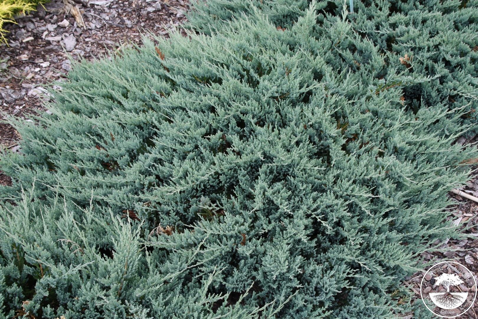 Можжевельник фото низкорослый. Juniperus horizontalis 'Блю чип. Можжевельник Блю чип. Можжевельник казацкий Блю чип. Можжевельник горизонтальный Блу чип.