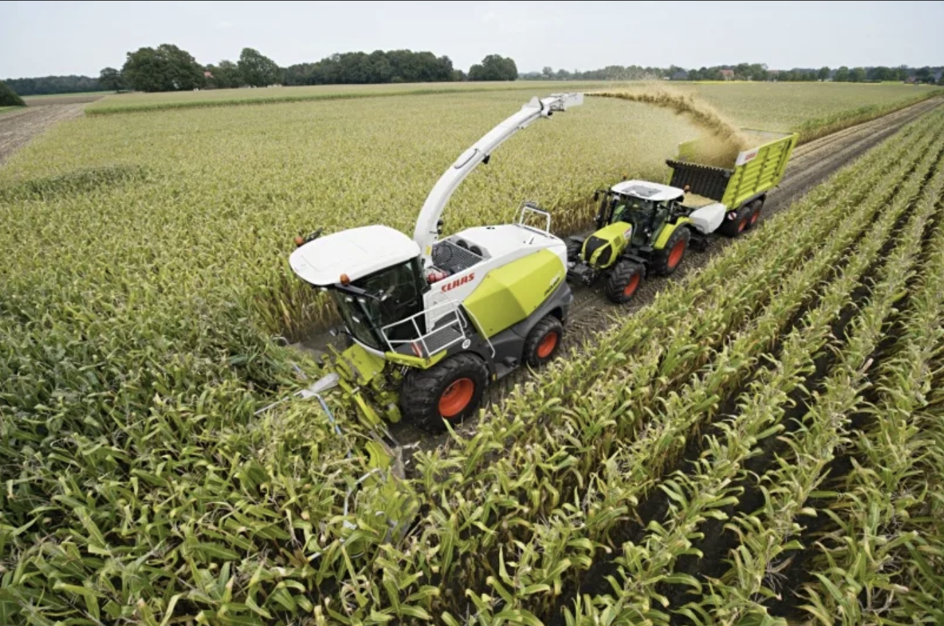 Кубанская кукуруза нового урожая соответствует высочайшим стандартам качества