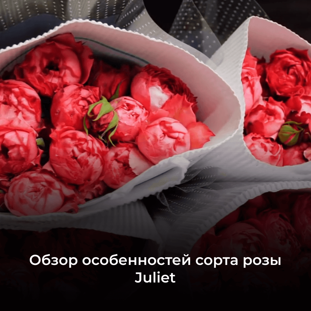 Розы Juliet: обзор особенностей сорта и краткая история создания