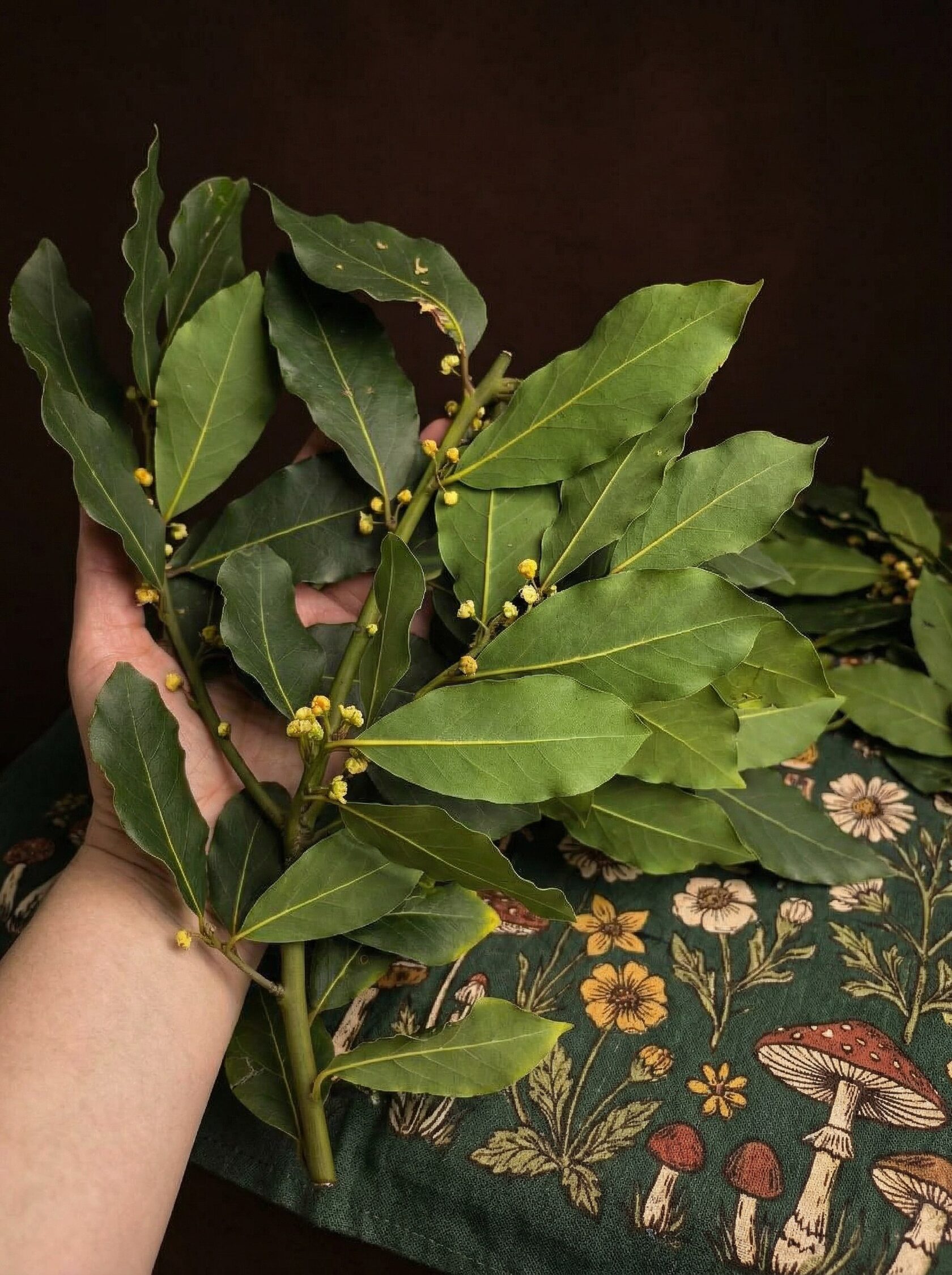 Лавровые веточки и листья, подготовленные для создания мыла ручной работы.