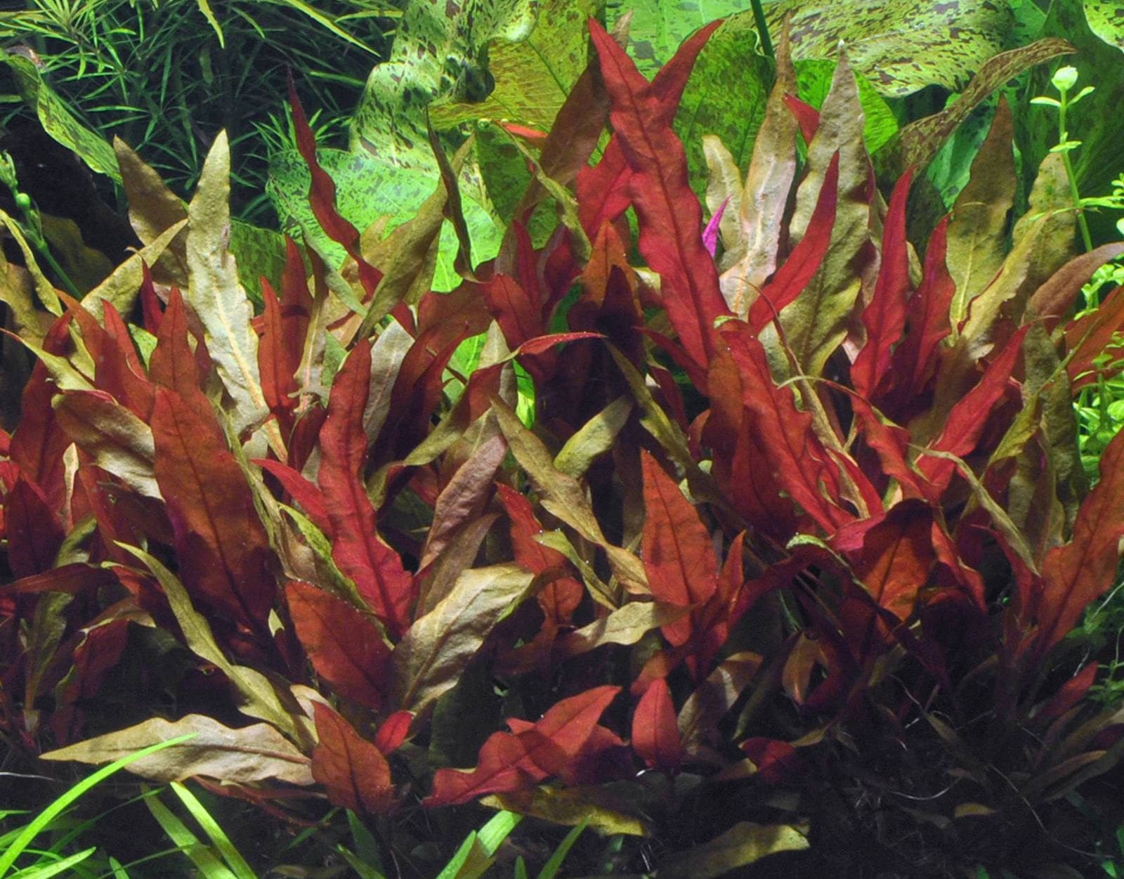 Аквариумные красные растения фото с названиями и описанием
