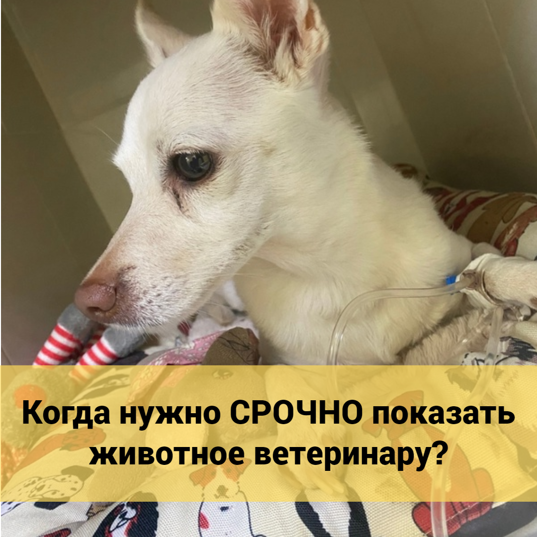 Ветеринарная клиника в Голицыно ️ Ветклиника Доктор Пух | Официальный сайт