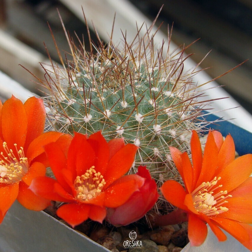 Seeds of Cactus Rebutia ithyacantha L 350 (Rebutia ithyacantha L 350) — 10 pcs