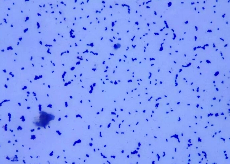 LAB при органическом земледелии