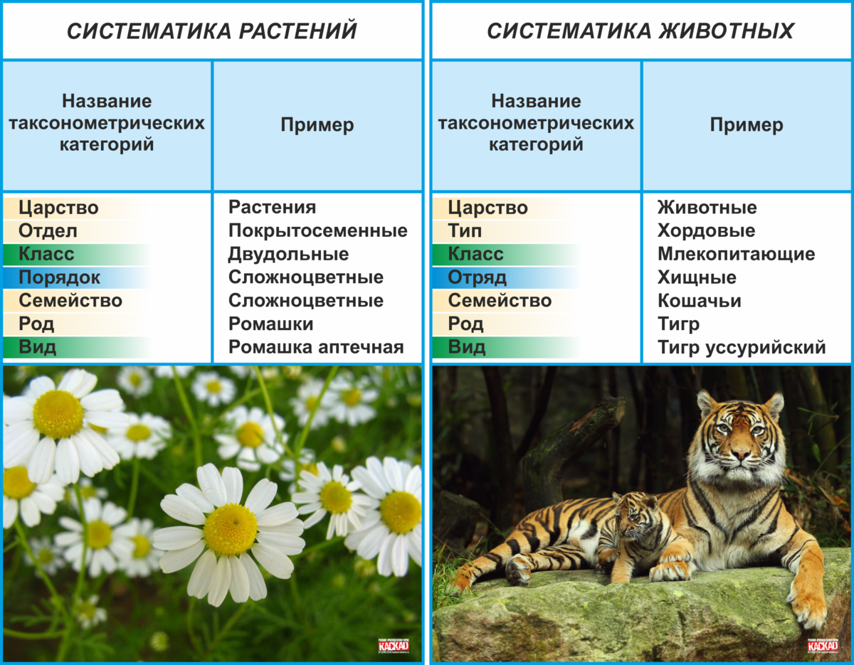 Таксоны систематики животных. Систематика растений и животных. Классификация растений и животных. Систематизация растений и животных. Классификация растений и живот.