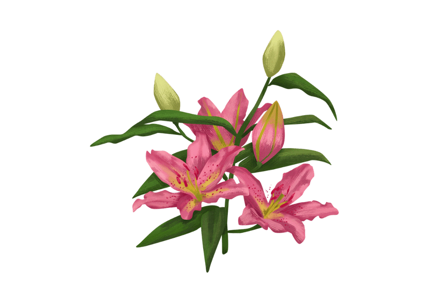lily