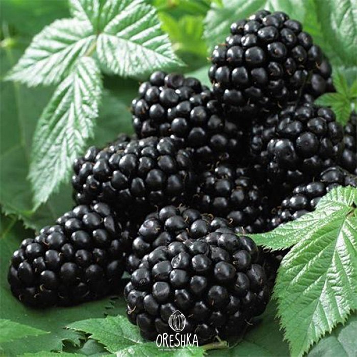 Blackberry Black Satin cultivar large berries close up