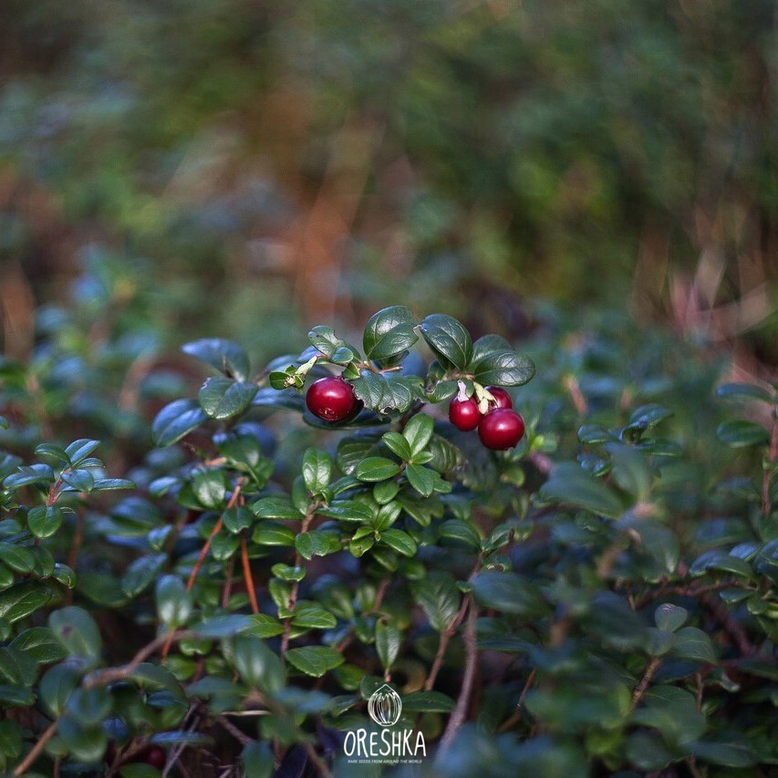 Vaccinium vitis-idaea white bell flowers spring close up