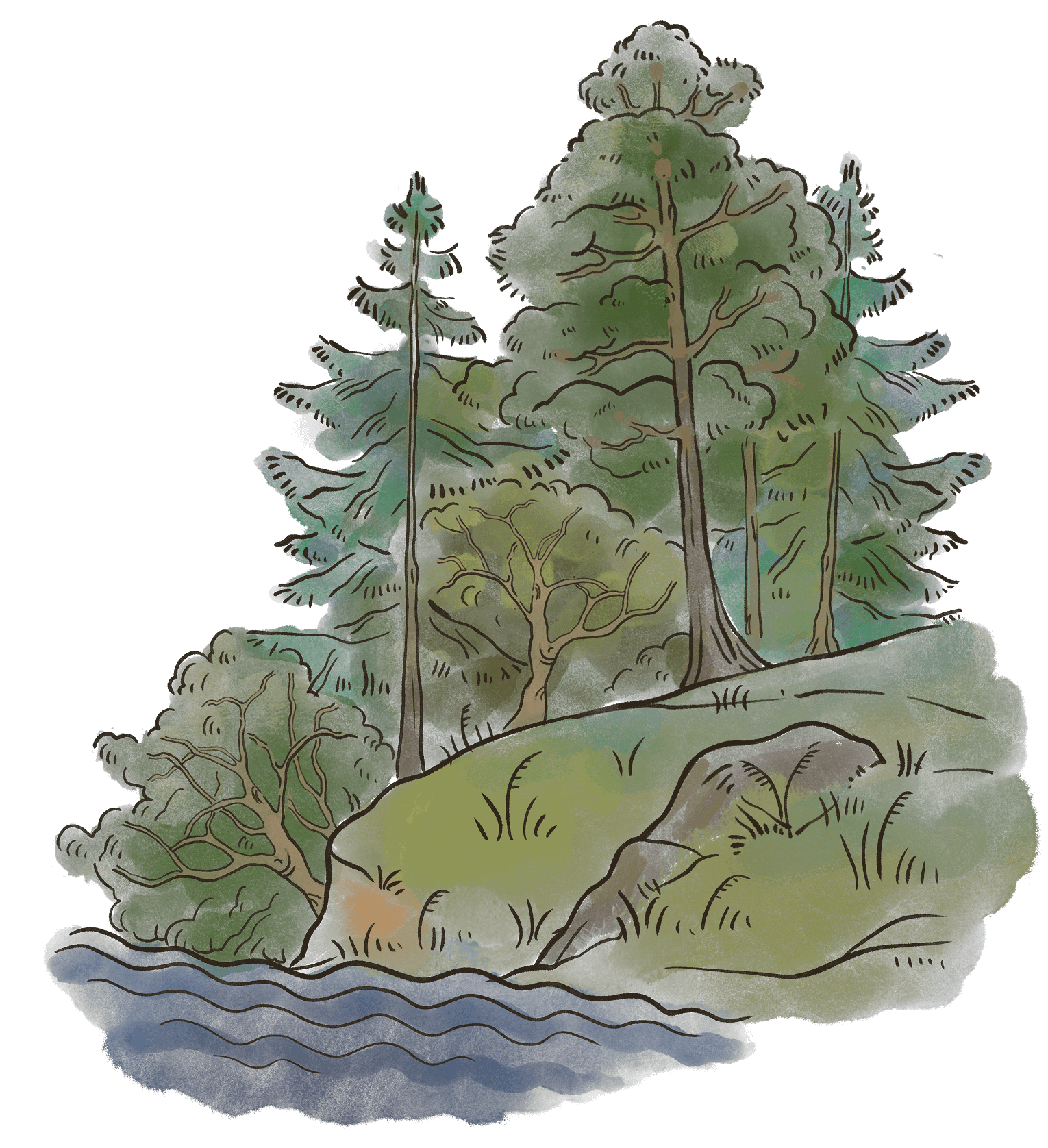 Иллюстрация леса