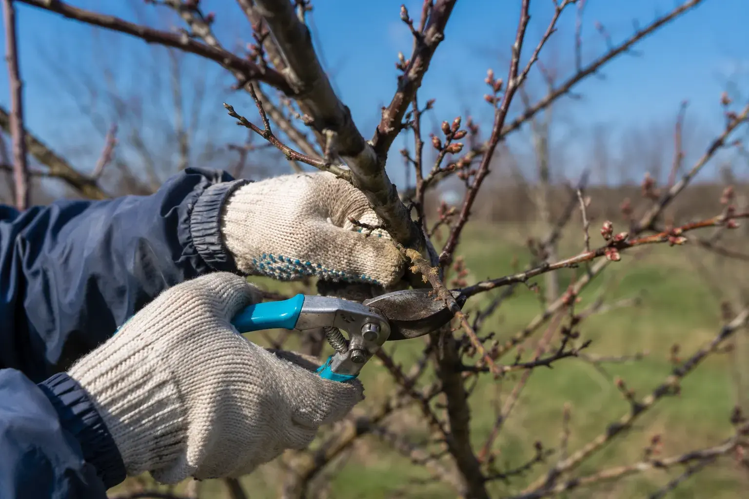 Как обрезать грушу весной