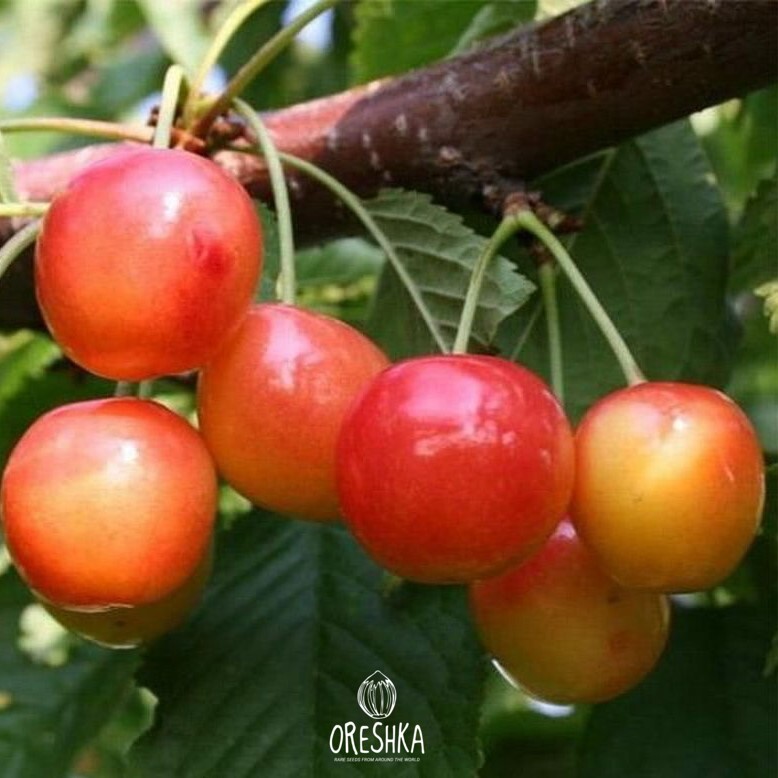 черешня фатеж. черешня медуница. сорт наслаждение. сорт наслаждение. черешня колоновидная сэм.
