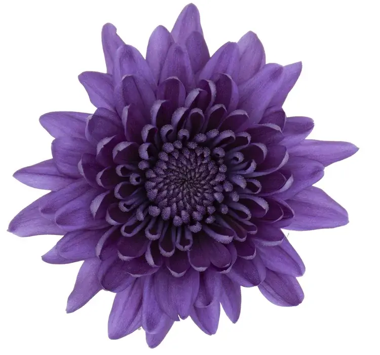 Хризантема из коллекции BluOcean