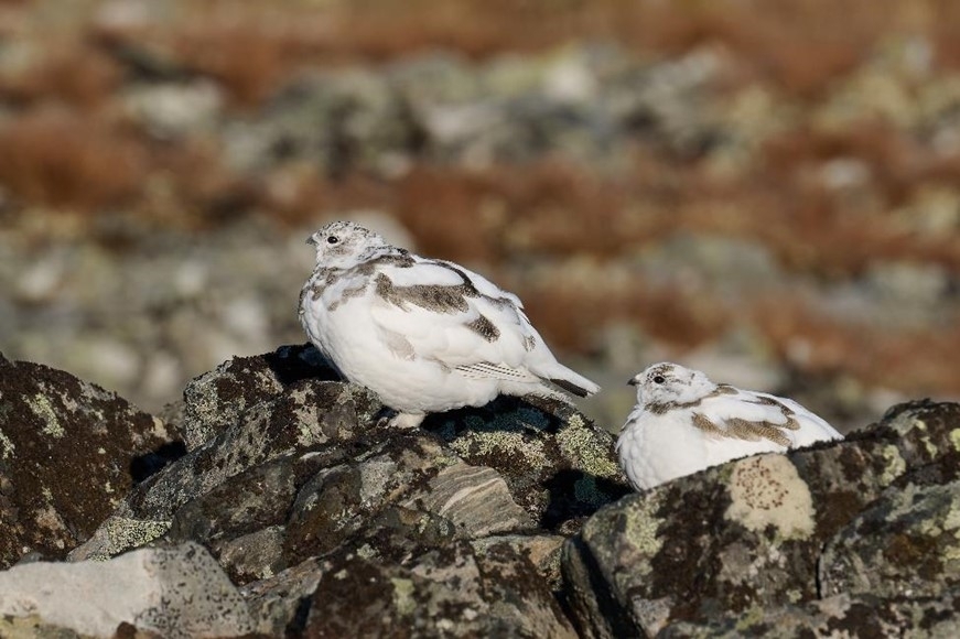 Куропатки. Автор фото: Сергей Шестаков
